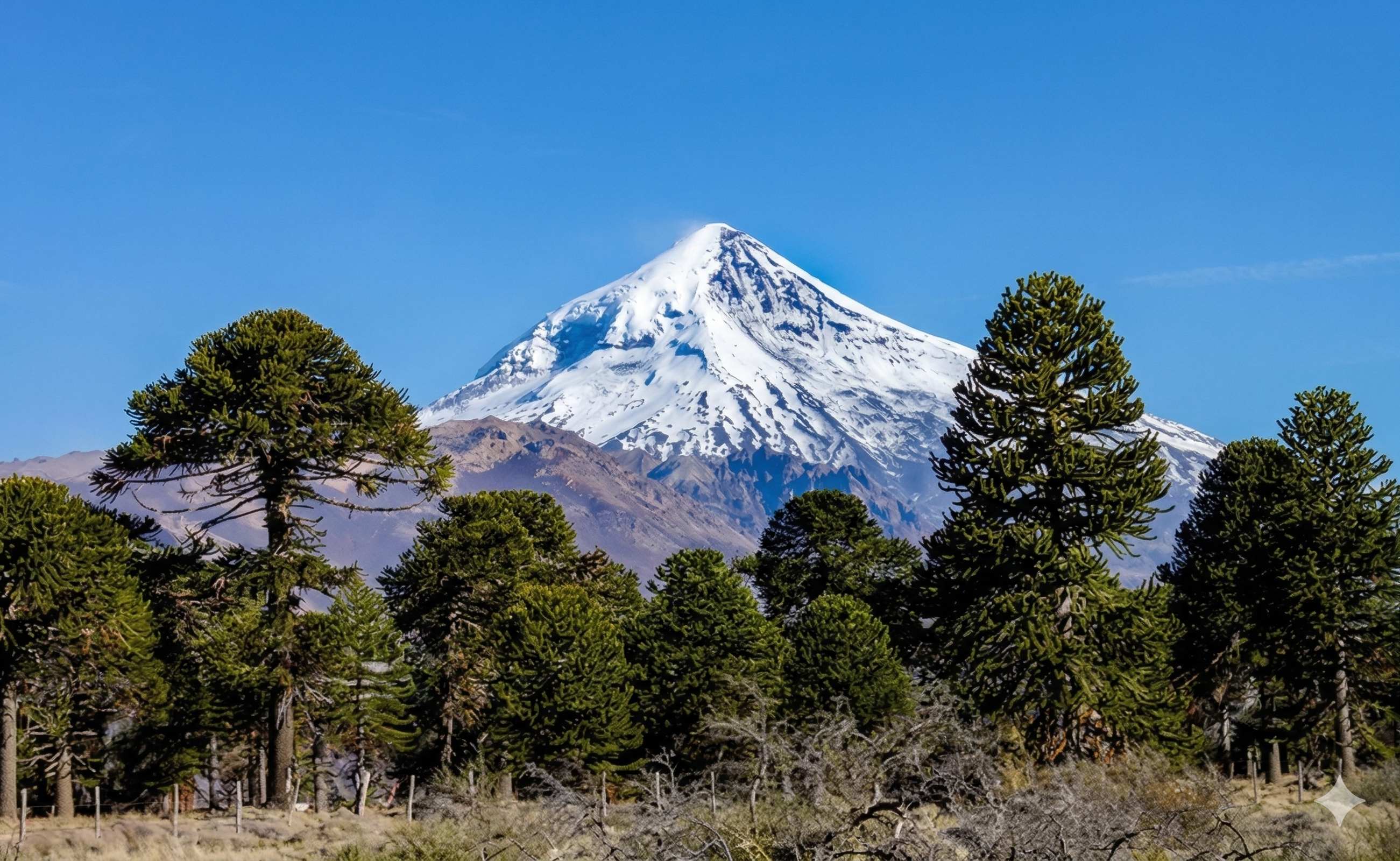Volcán Lanín con araucarias